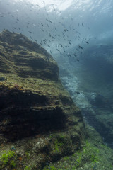 Azores, underwater landscape