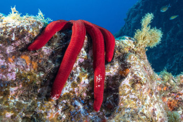 Azores, star fish