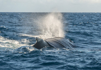 Dominican Republic, Silverbanks, Humpback whale