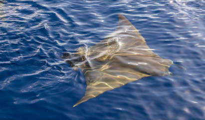 Azores, Manta rays at Princess Alice Banks