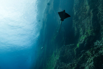 Azores, Faial, eagle ray near Horta