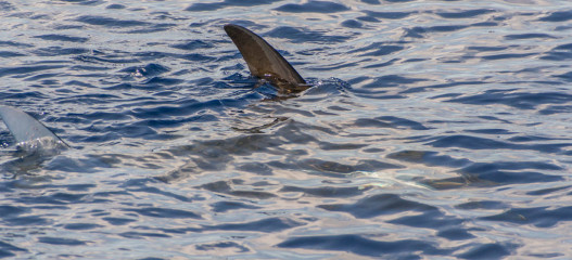 Azores, Manta rays at Princess Alice Banks