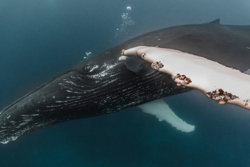 Dominican Republic, Silverbanks, Humpback whale