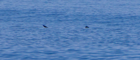 Azores, Blue Shark at Princess Alice Banks