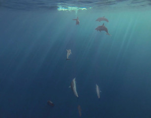 Dolphin Tour, Bunaken Island, Manado, Indonesia