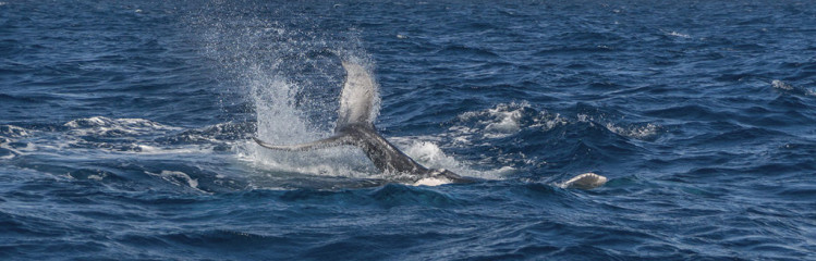 Dominican Republic, Silverbanks, Humpback whale fluke