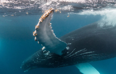 Dominican Republic, Silverbanks, Humpback whale
