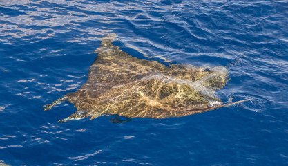 Azores, Manta rays at Princess Alice Banks