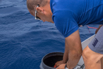 Azores, baiting Blue Sharks at Princess Alice Banks