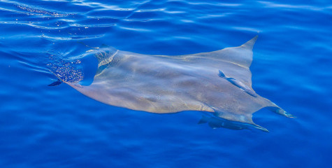 Azores, Manta rays at Princess Alice Banks