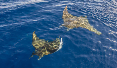 Azores, Manta rays at Princess Alice Banks