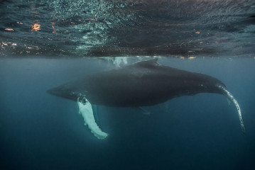 Dominican Republic, Silverbanks, Humpback whale