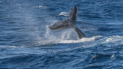 Dominican Republic, Silverbanks, Humpback whale