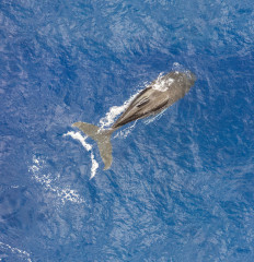 Dominican Republic, Humpback whale