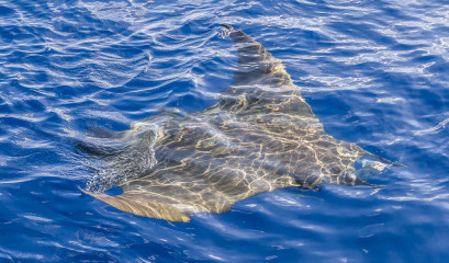 Azores, Manta rays at Princess Alice Banks