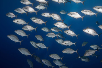 Azores, school of fish at Princess Alice Banks