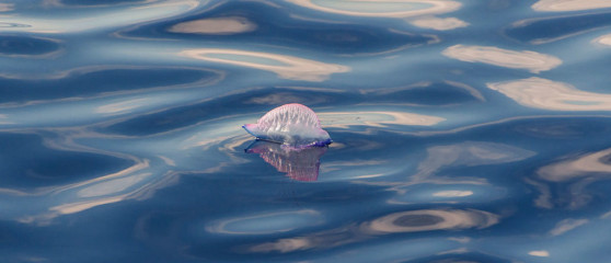 Azores, Portuguese man-o-war