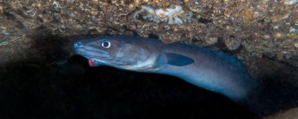 Azores, Faial, shrimp cave near Horta