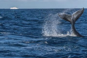 Dominican Republic, Silverbanks, Humpback whale fluke