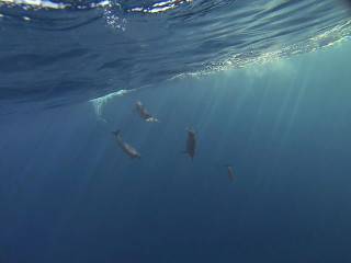 Dolphin Tour, Bunaken Island, Manado, Indonesia