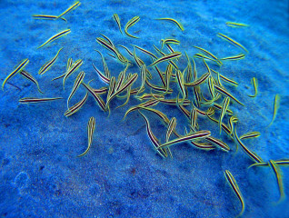 Indonesia, Bali, Pondok Sari House Reef, Fish