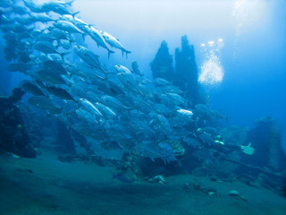 Indonesia, Bali, Tulamben, School of Makrele