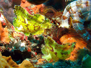UnderwaterMedia-IMG_3800a