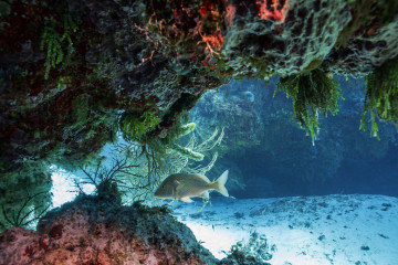 Mexico, Cozumel, Fish