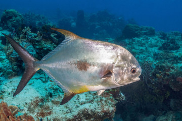 Mexico, Cozumel, Fish