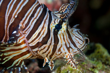 Philippines, Moalboal, Lion Fish