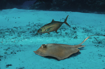 Mexico, Cozumel, Sting Ray with Fish