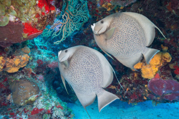 Mexico, Cozumel, Reef with Fish
