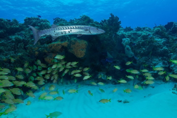 Mexico, Cozumel, Barracuda