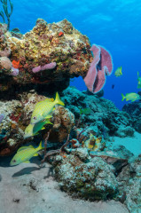 Mexico, Cozumel, Reef Fishes
