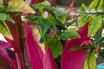 Mexico, Cozumel, Hummingbird