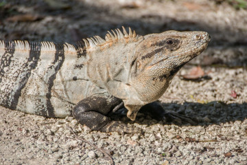 Mexico, Cozumel, Iguana