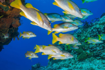 Mexico, Cozumel, School of Fish