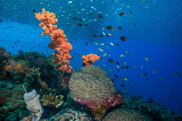 Philippines, Moalboal, Pescador Island, School of Sardines