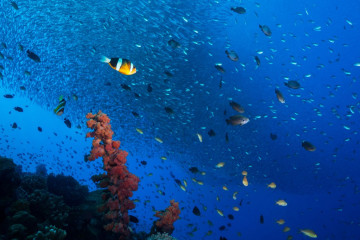 Philippines, Moalboal, Pescador Island, School of Sardines