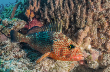 Mexico, Cozumel, Fish