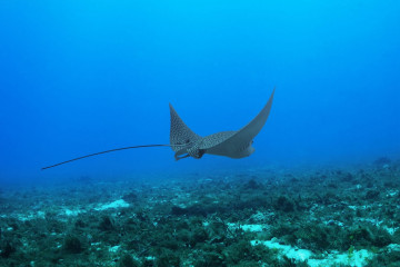 Mexico, Cozumel, Eagle Ray