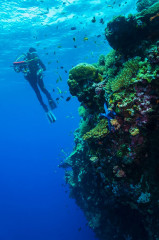Philippines, Moalboal, Diver with Coral Reef