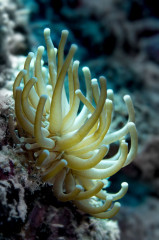 Philippines, Moalboal, Anemone