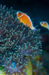 Philippines, Moalboal, Anemone Fish