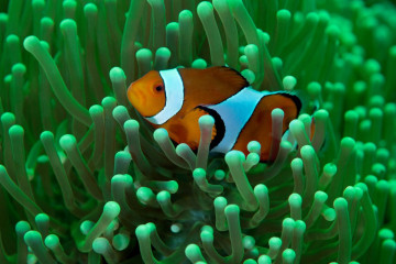 Philippines, Moalboal, Anemone Fish