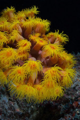 Philippines, Moalboal, Anemone