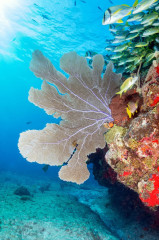 Mexico, Isla Mujeres, Coral Reef