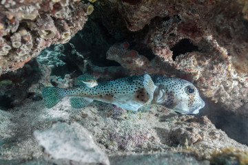 Mexico, Isla Mujeres, Puffer Fish with Baby Puffer Fish