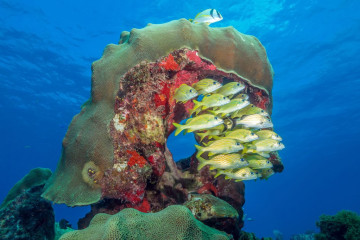 Mexico, Isla Mujeres, Coral Reef