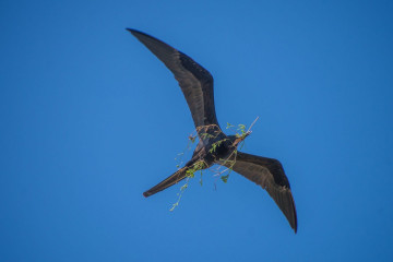 Mexico, Isla Contoy, Fregatte Bird